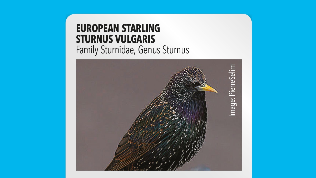 European starling Sturnus vulgaris